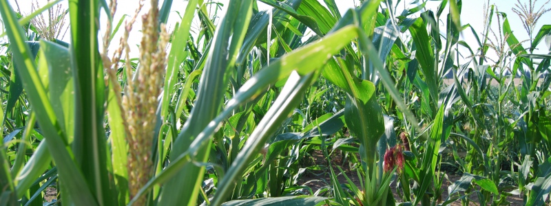 Připravte se na silážování kukuřice